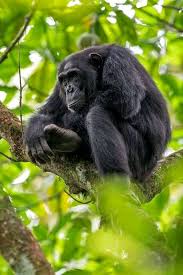Chimp in habitat